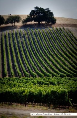 Terroirs Arvitis Paso Robles